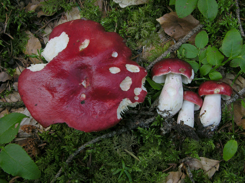 Qualche fungo...(seconda parte)